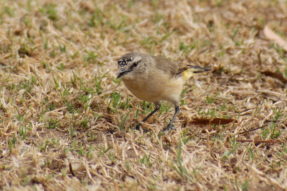 Yellow-rumped Thornbill (Acanthiza chrysorrhoa)